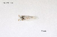 藏品(雪毒蛾)的圖片